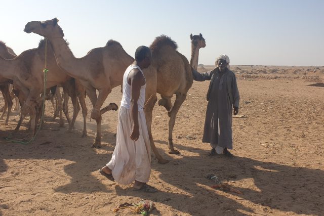 Většinu velbloudů sem na trh přivádějí pastevci ze Súdánu. Devadesát procent jich skončí u řezníků v Káhiře | foto: Štěpán Macháček,  Český rozhlas,  Český rozhlas