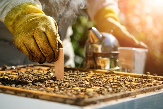 Včelaření | foto: Shutterstock