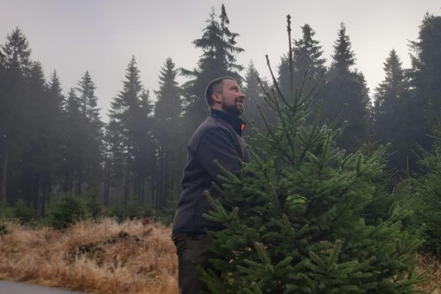 Revírníci v Jizerských horách začali řezat vánoční stromky,  na jablonecké Lesní správě je budou nabízet od 14. prosince | foto: Šárka Škapiková,  Český rozhlas,  Český rozhlas