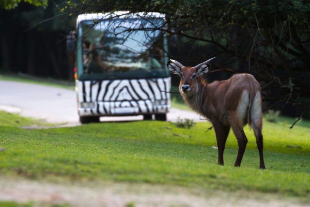 Za tmy je možné navštívit safari v autobusech nebo v safari trucku zoologické zahrady | foto: Simona Jiřičková,  ZOO Dvůr Králové