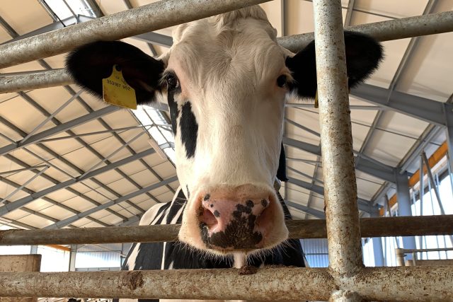 „Krávy úplně pookřály, “ pochvaluje si pan Stříbrný | foto: Ondřej Vaňura,  Český rozhlas,  Český rozhlas