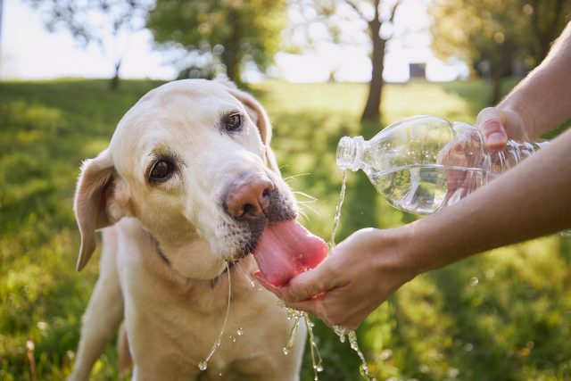 Na pitný režim v létě nesmíme zapomínat ani u psů | foto: Shutterstock