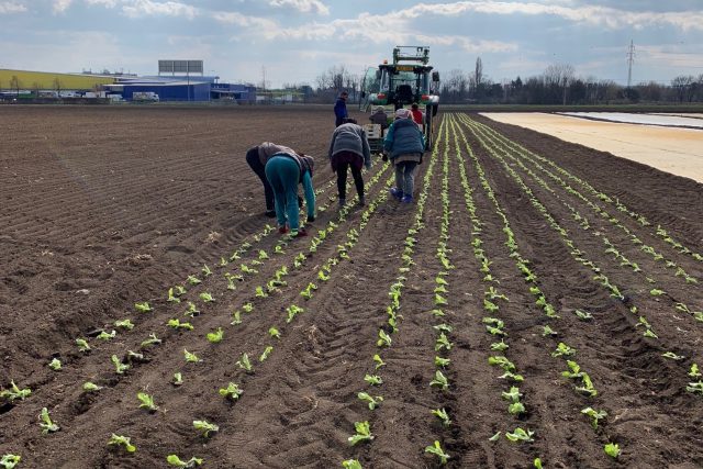 Letos nemá na polích kdo sázet,  zemědělci se bojí o úrodu | foto: Štěpánka Kadlečková,  Český rozhlas