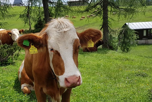 Kromě krav tu potkáte také kamzíky a další zvířata,  místo je oblíbené i mezi botaniky | foto: Mária Pfeiferová,  Český rozhlas