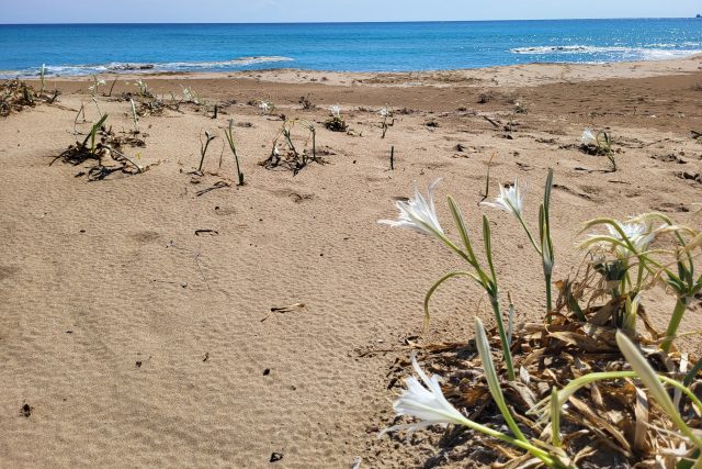 Lír přímořský neboli mořský narcis na pláži východního Kypru | foto: Štěpán Macháček,  Český rozhlas