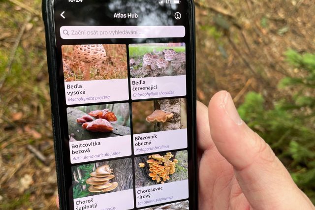 Jakou houbu jsme zrovna našli? To nám můžou poradit různé mobilní aplikace | foto: Ondřej Vaňura,  Český rozhlas