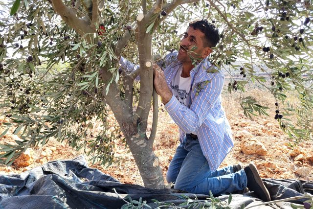 Olivovníky se musí prořezávat,  jinak by přestaly plodit | foto: Štěpán Macháček,  Český rozhlas