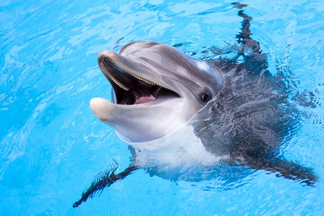 Existují robotičtí delfíni,  kteří by měli nahradit živé delfíny. Proč to z hlediska krutého přístupu lidí ke zvířatům není dobré řešení? | foto: Shutterstock