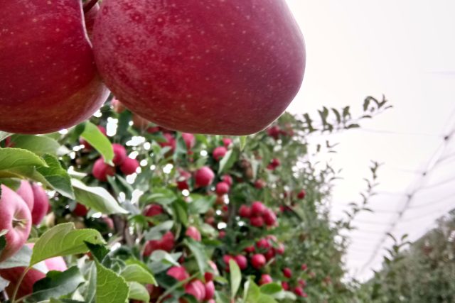 Jak dosáhnout soběstačnosti v produkci ovoce a zeleniny? | foto: Ovocnářská unie ČR