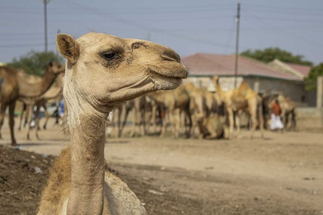 Tržiště v Somalilandu nabízí denně stovky až tisíce velbloudů | foto: Kateřina Havlíková,  Český rozhlas