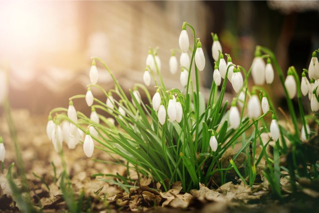 Dřívější doba květu není jen potíž pro alergiky,  zasahuje také samotné rostliny a jejich opylovače,  včely | foto: Shutterstock
