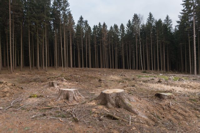Olomoucký kraj: Podaří se zmírnit dopady sucha a kůrovcové kalamity na severu kraje? | foto: Honza Ptáček,  Český rozhlas