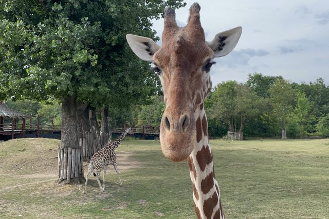 Safari park Dvůr Králové | foto: Tomáš Černý,  Český rozhlas