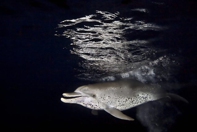 Delfín,  tma | foto: Profimedia