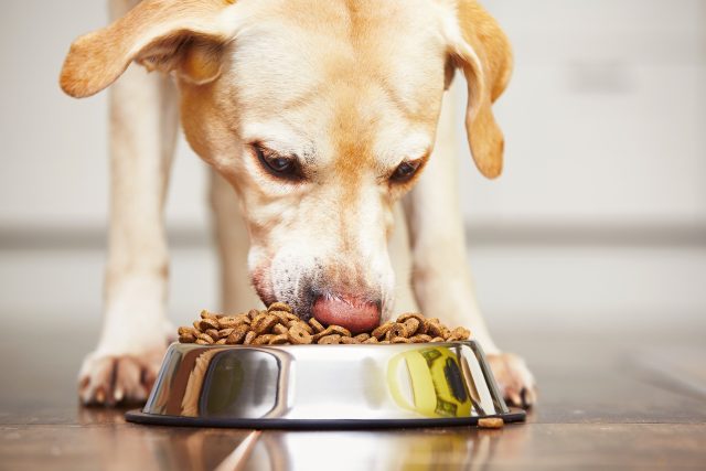 Pes,  krmení,  domácí mazlíček,  krmivo pro psy,  granule,  ilustrační foto | foto: Fotobanka Profimedia