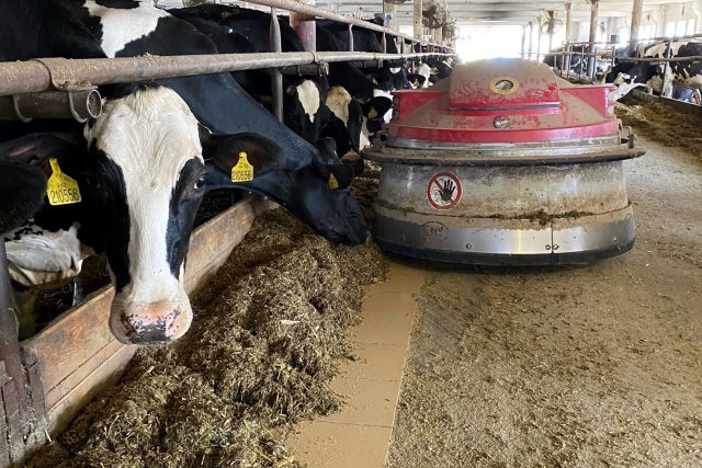 Velký kravín je automatizovaná firma,  která spotřebuje obrovské množství energie | foto: Lucie Heyzlová,  Český rozhlas