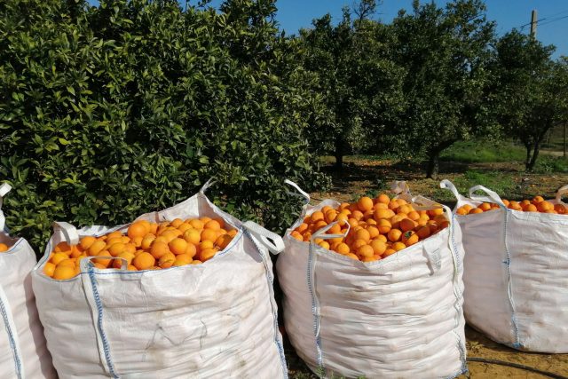 Do každého pytle se vejde bezmála 400 kilogramů pomerančů | foto: Ľubica Zlochová,  Český rozhlas
