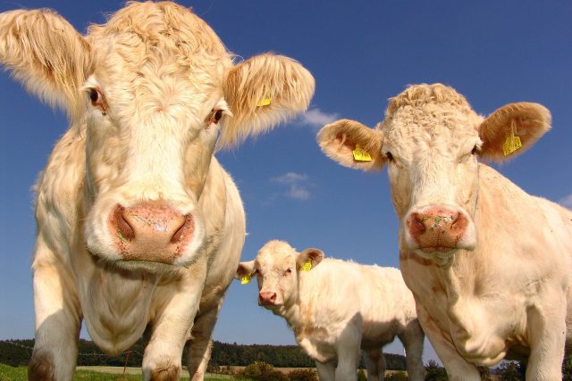 K výrobě biometanu se používají i kravské výkaly,  prozrazuje Lucas | foto: Pixabay