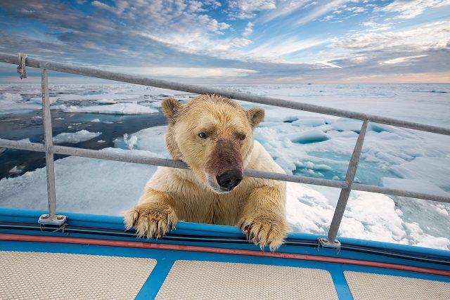 Medvěda jsme potkali na západní straně,  kde od dob Nansena nikdy nikdo medvěda neviděl,  popisuje Milan Wlasák  (ilustrační snímek) | foto: Franco Banfi,  Profimedia / Solent News & Photo Agency