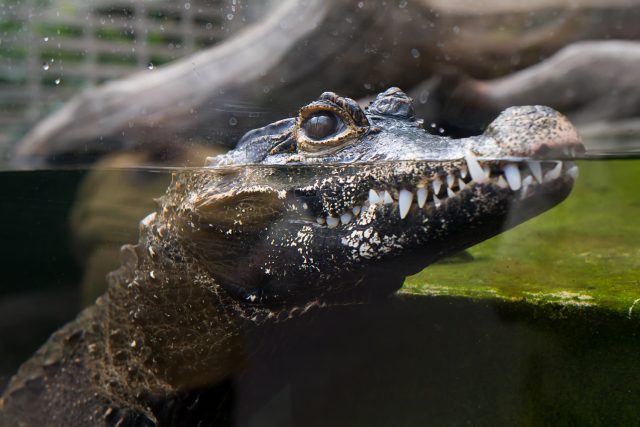 Krokodýl čelnatý  (ilustrační foto) | foto: Safari Park Dvůr Králové