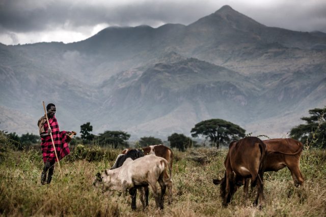 Bránit šíření nakažlivých nemocí na lidi se dá i tím,  že se lidé budou lépe starat o dobytek v rozvojových zemích  (ilustrační snímek: Uganda) | foto: Luis Tato,  AFP,  Profimedia