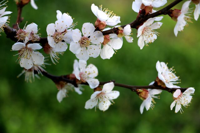 Kvetoucí ovocný strom | foto: Ekaterina Novitskaya,  Unsplash,  Licence Unsplash