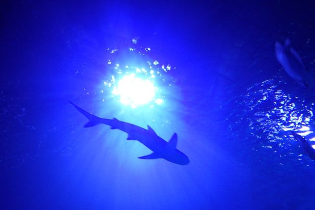 V egyptském akváriu si můžete vychutnat žraloky tváří v tvář | foto: Štěpán Macháček,  Český rozhlas,  Český rozhlas