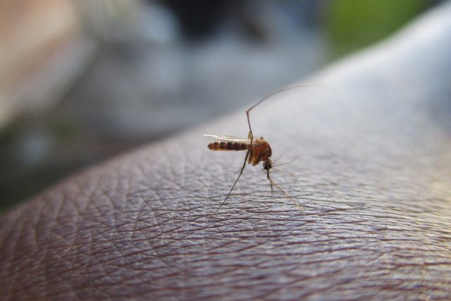 Komár,  ilustrační foto | foto: Fotobanka Pixabay