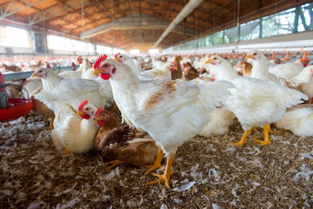 Češi snědí každý rok miliony kuřat. Tuny peří,  které z nich zbydou,  ale nemá téměř žádné využití  (ilustrační snímek) | foto: Shutterstock