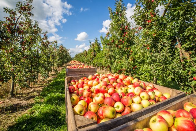 Sklizeň jablek  (ilustrační foto) | foto: Shutterstock