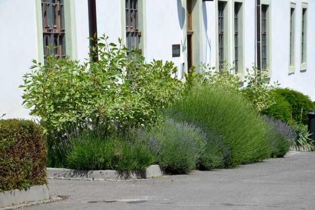 Užitkové rostliny se pěstují v Břevnovském klášteře odnepaměti | foto: Jolana Nováková,  Český rozhlas