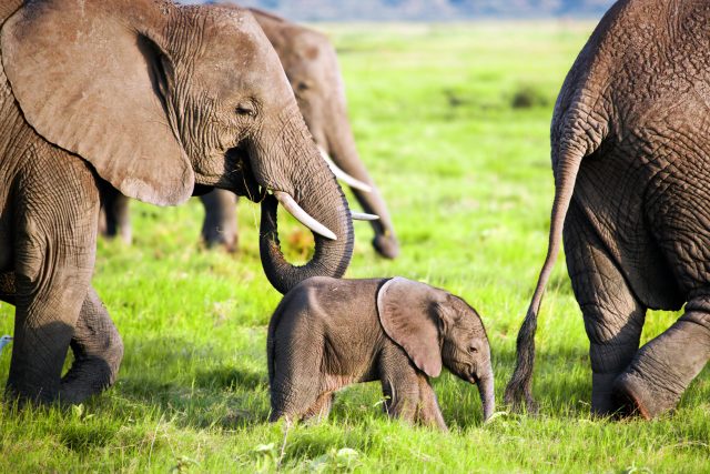 Slonů na světě ubývá  (ilustrační foto) | foto: Shutterstock