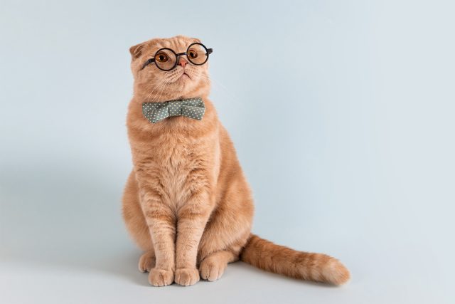 Může kočka zastávat funkci ve vládě? Může! | foto: Shutterstock