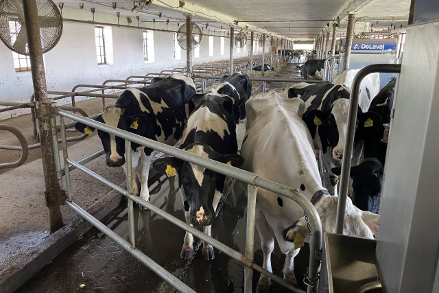 Krávu,  kterou branka nasměruje k dojicímu robotovi,  nejprve čeká omytí vemene | foto: Martin Pařízek,  Český rozhlas