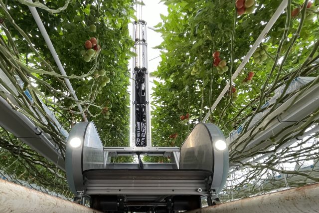 Mezi řádky rajčat se Fravebot pohybuje na systému kolejnic | foto: Martin Pařízek,  Český rozhlas