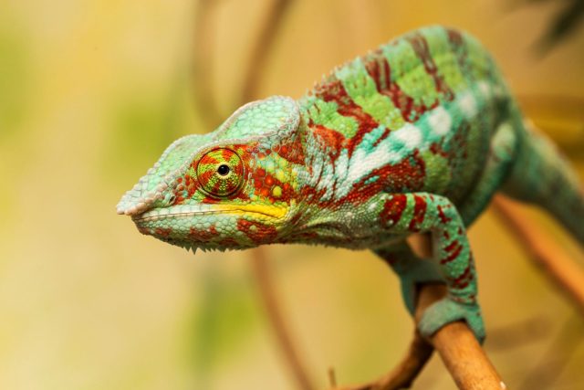 Chameleon pardálí | foto: Lukáš Pavlačík,  Český rozhlas