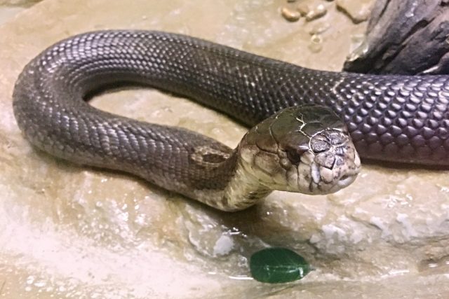 King Cobra - kobra královská. Nejobávanější had od Indie po Filipíny | foto: David Jakš,  Český rozhlas,  Český rozhlas