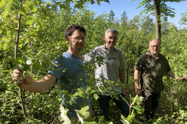 Jan Šebesta,  Antonín Kusbach a Ivo Březina u osik. Dříve tu byl smrkový porost,  dnes tady osiky připravují podmínky pro dub. | foto: Michal Šafařík,  Český rozhlas