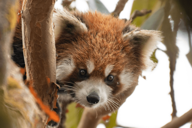 Vědci monitorují pohyb červených pand | foto:  Red Panda Network
