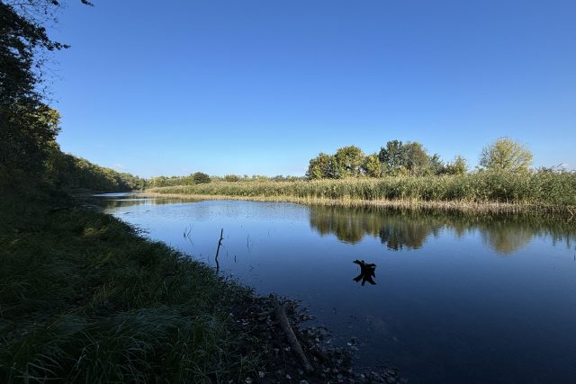 Slepé rameno Dněstru je domovem vodního ptactva | foto: Tomáš Havlín,  Český rozhlas