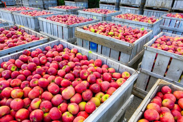 Každé třetí jablko vyprodukované na území EU je původem z Polska | foto: Shutterstock