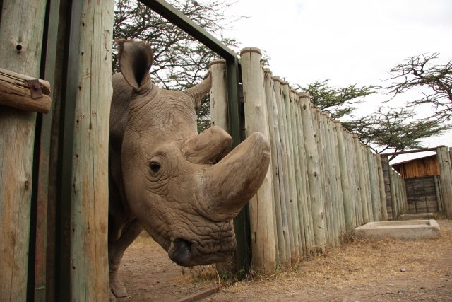 Nosorožec Sudán v roce 2017 | foto: Jan Stejskal - Safari Park Dvůr Králové