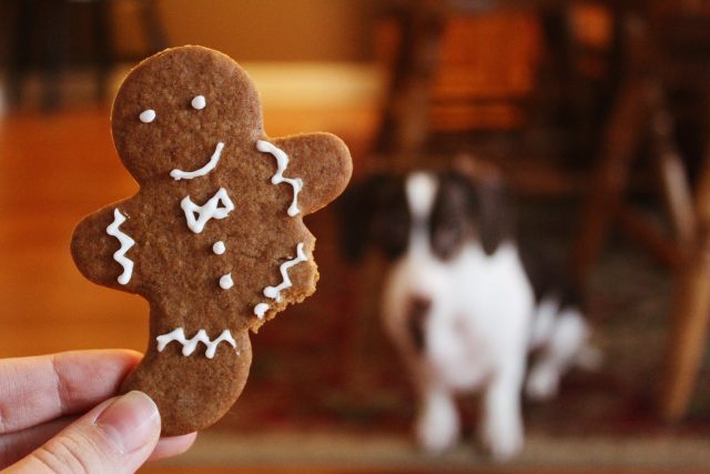 Ideálním cukrovím pro psy jsou perníčky z žitné mouky slazené medem nebo melasou | foto: fotobanka Pexels
