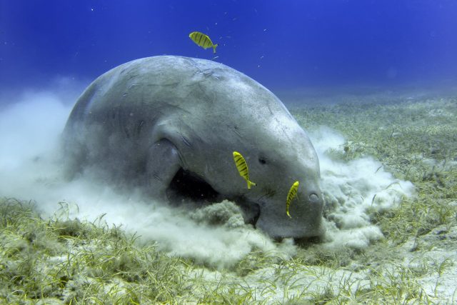 Jedním z živočichů,  který přibyl na Červený seznam ohrožených druhů,  je mořská kráva | foto: Shutterstock