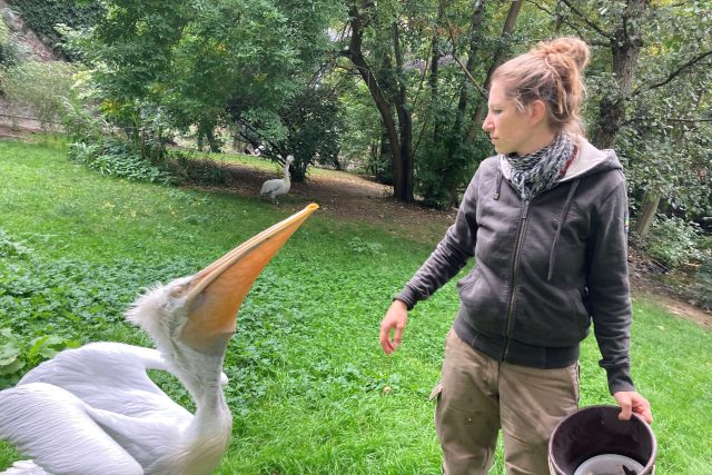 Chovatelka Aneta Kratochvílová s milovanými pelikány | foto: Ľubomír Smatana,  Český rozhlas