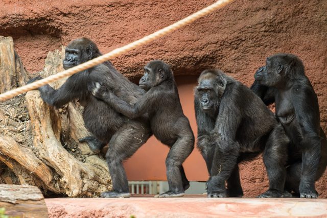 Zoo Praha představila nový pavilon goril | foto: Zoo Praha
