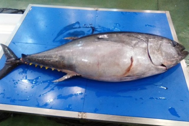 Tuňák druhu Thunus obesus dosahuje hmotnosti až 250 kilogramů. Tento má jen necelých 70 | foto: Ľubica Zlochová,  Český rozhlas
