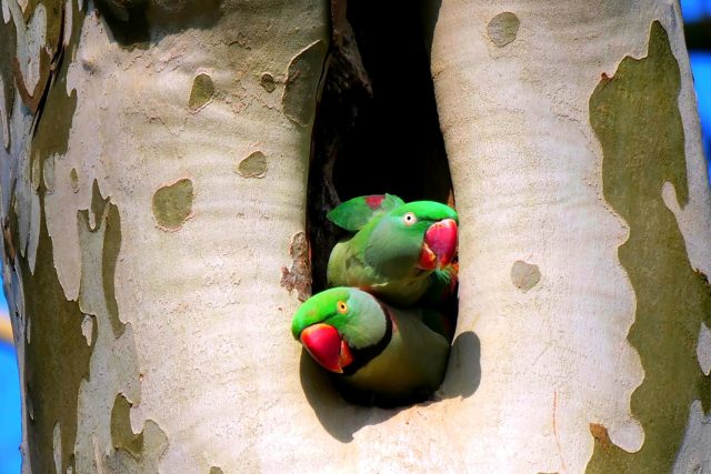 Exotičtí papoušci alexandři velcí si oblíbili platanové stromy po celé Evropě | foto: Václav Jabůrek,  Český rozhlas,  Český rozhlas