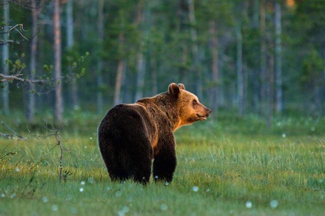 Z medvěda hnědého se v Tatrách stal medvěd kontejnerový,  na něhož dohlíží speciální hlídka | foto: European Wilderness Society,  CC BY-NC-ND 4.0