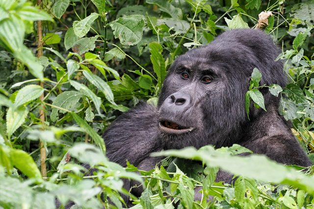 Gorila horská v Ugandě | foto: Vladimír Lemberk